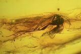 Detailed Fossil Flies (Diptera) In Baltic Amber #87245-4